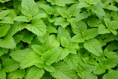 Melissa essential oil, wild
